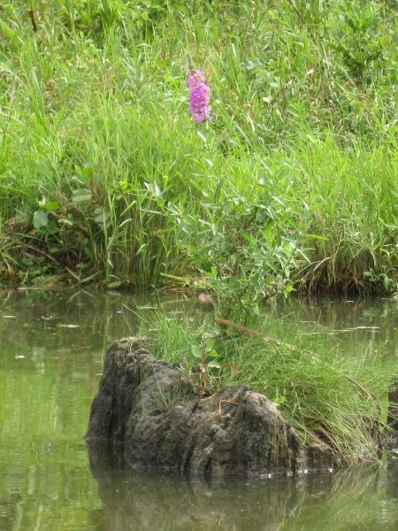 IMG_1939.jpg - Pretty Flower