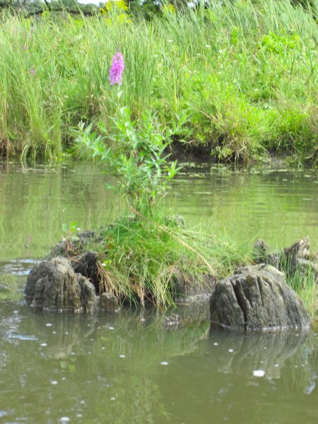 IMG_1941.jpg - Pretty Flower