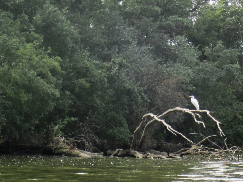 IMG_1943.jpg - Great Egret