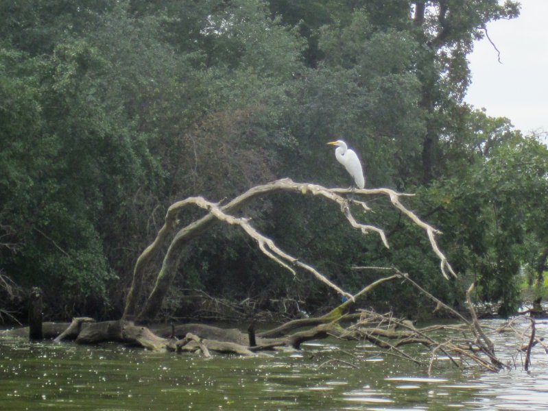 IMG_1944.jpg - Great Egret
