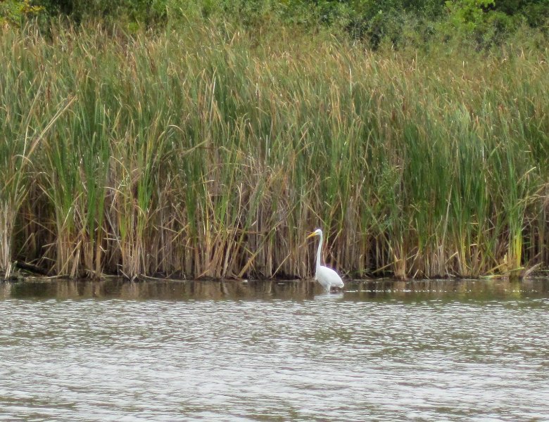IMG_1994.jpg - Great Egret