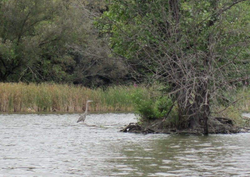 IMG_1997.jpg - Great Blue Heron