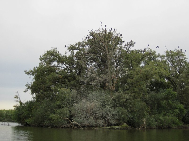 IMG_2006.jpg - Cormorant Tree