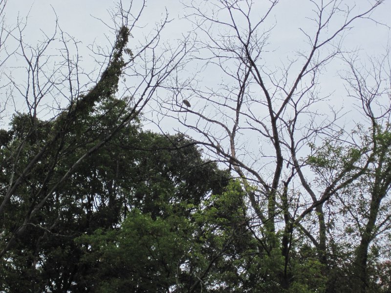 IMG_2009.jpg - Not sure, we think maybe black-crowned Night Herons