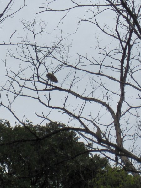 IMG_2010.jpg - Not sure, we think maybe black-crowned Night Herons