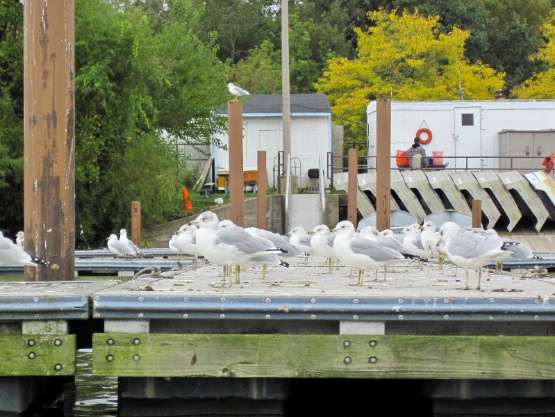 IMG_2014.jpg - Sea Gulls on the docks