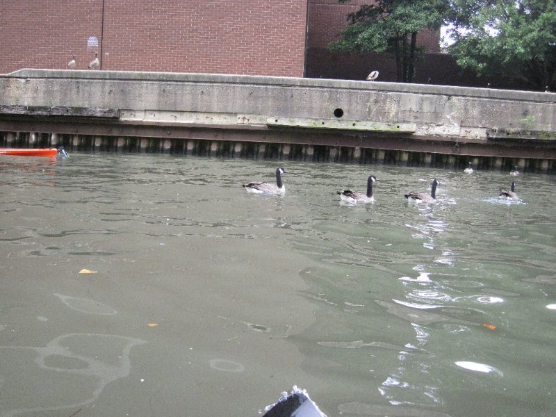 IMG_1772.jpg - Geese