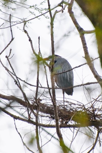 DSC_2031.jpg - Evening bike ride at Danada Forest Preserve.  Pictures near the Heron Rookery.