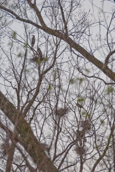 DSC_2038.jpg - Evening bike ride at Danada Forest Preserve.  Pictures near the Heron Rookery.