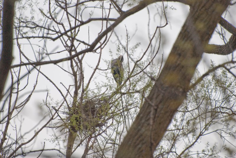 DSC_2041.jpg - Evening bike ride at Danada Forest Preserve.  Pictures near the Heron Rookery.