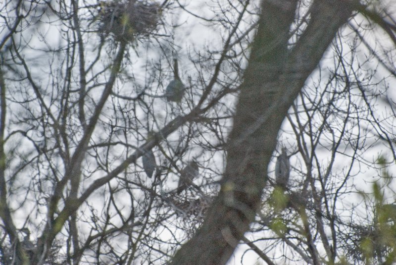 DSC_2045.jpg - Evening bike ride at Danada Forest Preserve.  Pictures near the Heron Rookery.