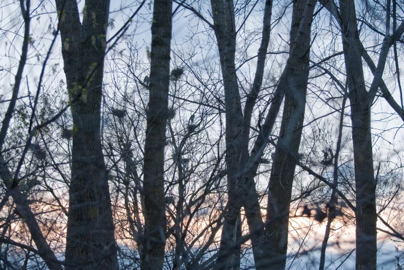DSC_2049.jpg - Evening bike ride at Danada Forest Preserve.  Pictures near the Heron Rookery.