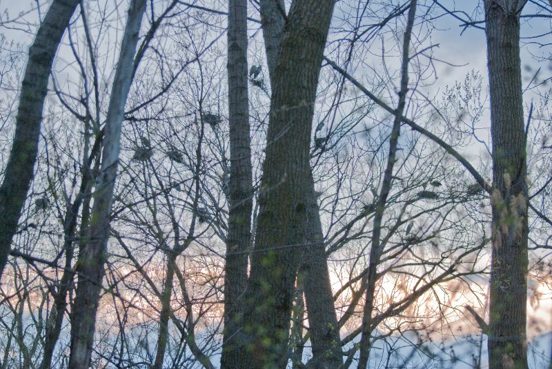 DSC_2051.jpg - Evening bike ride at Danada Forest Preserve.  Pictures near the Heron Rookery.