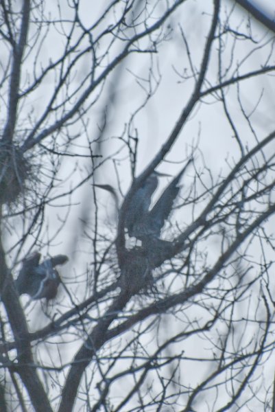 DSC_2054.jpg - Evening bike ride at Danada Forest Preserve.  Pictures near the Heron Rookery.