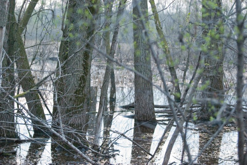 DSC_2056.jpg - Evening bike ride at Danada Forest Preserve.  Pictures near the Heron Rookery.