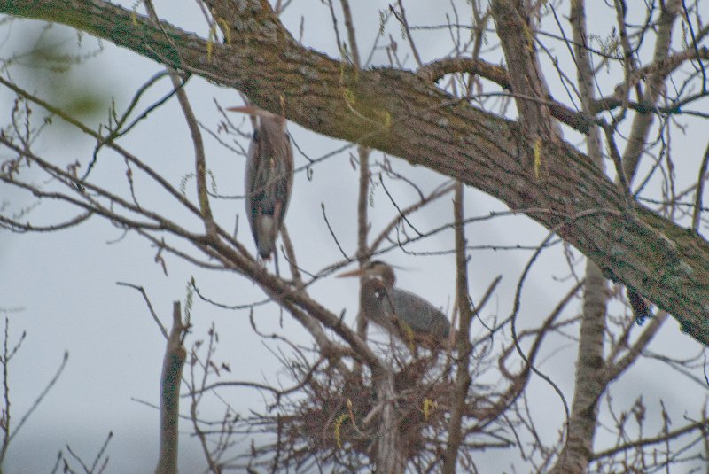 DSC_2059.jpg - Evening bike ride at Danada Forest Preserve.  Pictures near the Heron Rookery.