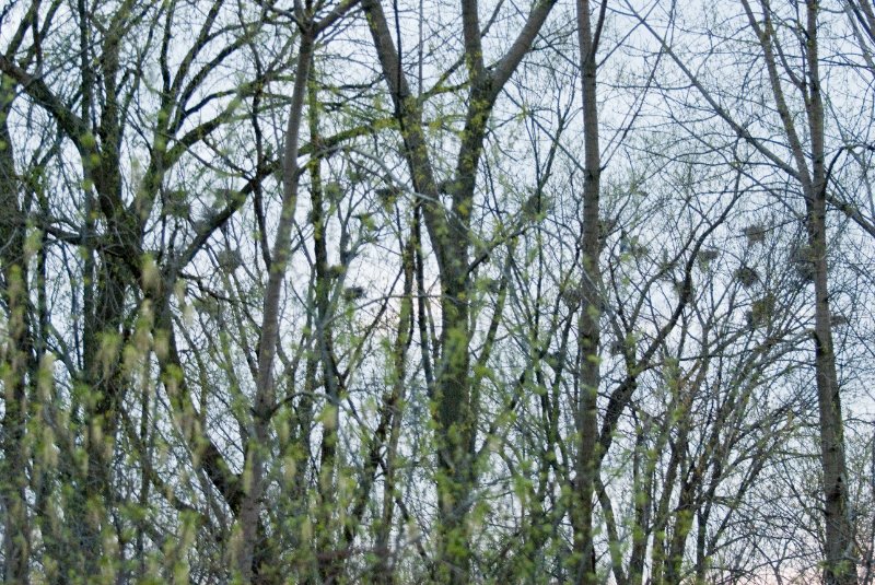 DSC_2060.jpg - Evening bike ride at Danada Forest Preserve.  Pictures near the Heron Rookery.
