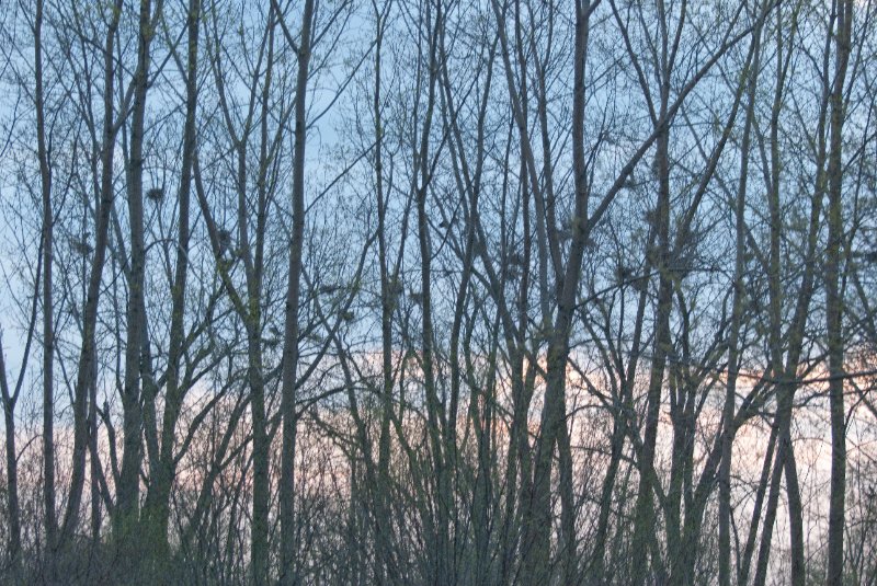 DSC_2061.jpg - Evening bike ride at Danada Forest Preserve.  Pictures near the Heron Rookery.