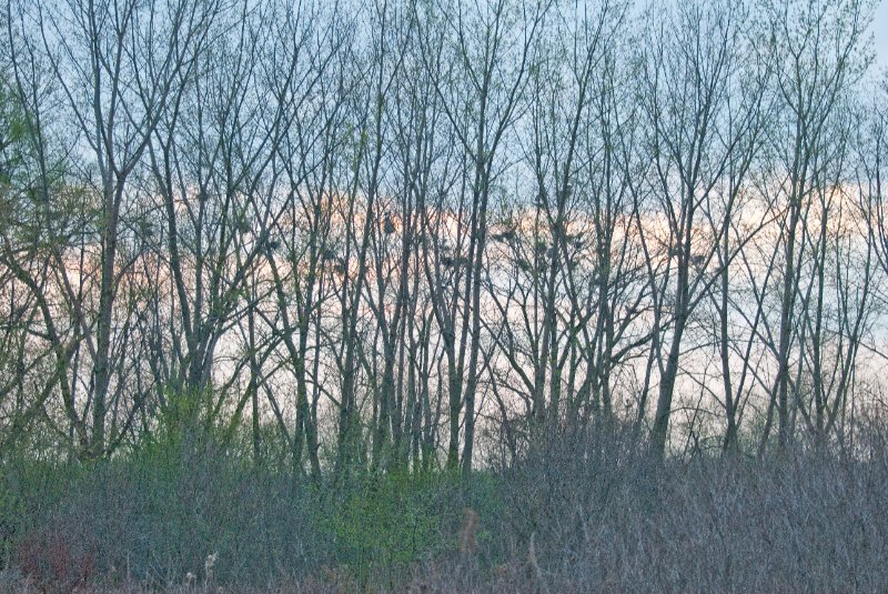 DSC_2063.jpg - Evening bike ride at Danada Forest Preserve.  Pictures near the Heron Rookery.