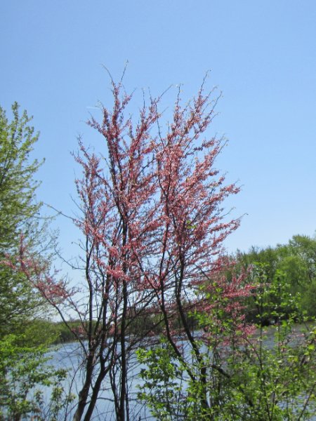 IMG_0373.jpg - Bike from Geneva to North Aurora and back, along the Fox River