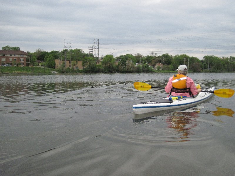 FoxRiverKayak050210-0495.jpg - Ducks