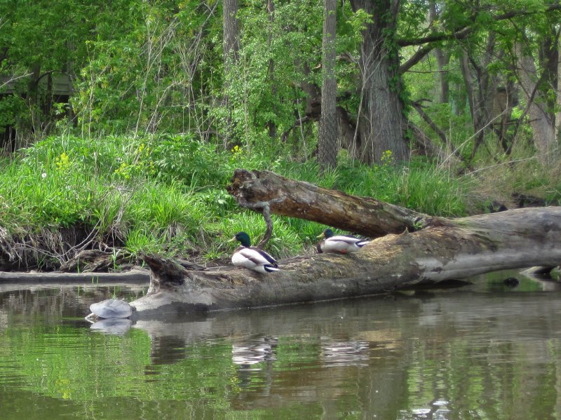 FoxRiverKayak050210-0511.jpg - Turtles