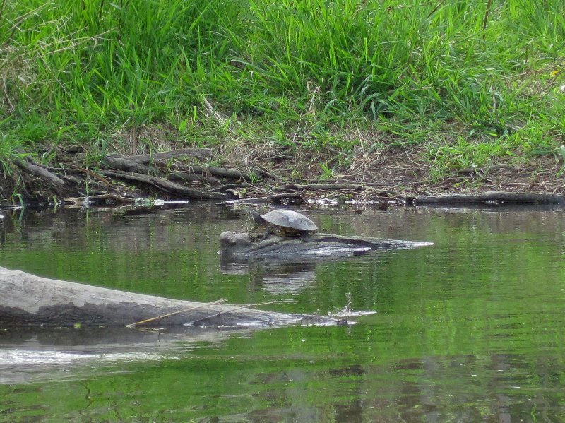 FoxRiverKayak050210-0541.jpg - Turtles
