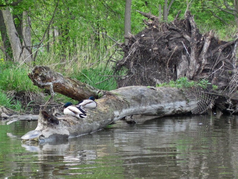 FoxRiverKayak050210-0544.jpg - Turtles and Ducks, resting on fallen logs
