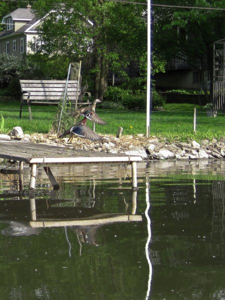 FoxRiverKayak050210-0552.jpg - Two interesting ducks flying away