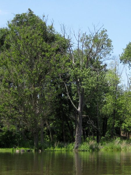IMG_1139.jpg - Cormorant in the tree