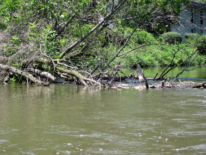 IMG_1143.jpg - Fallen Tree