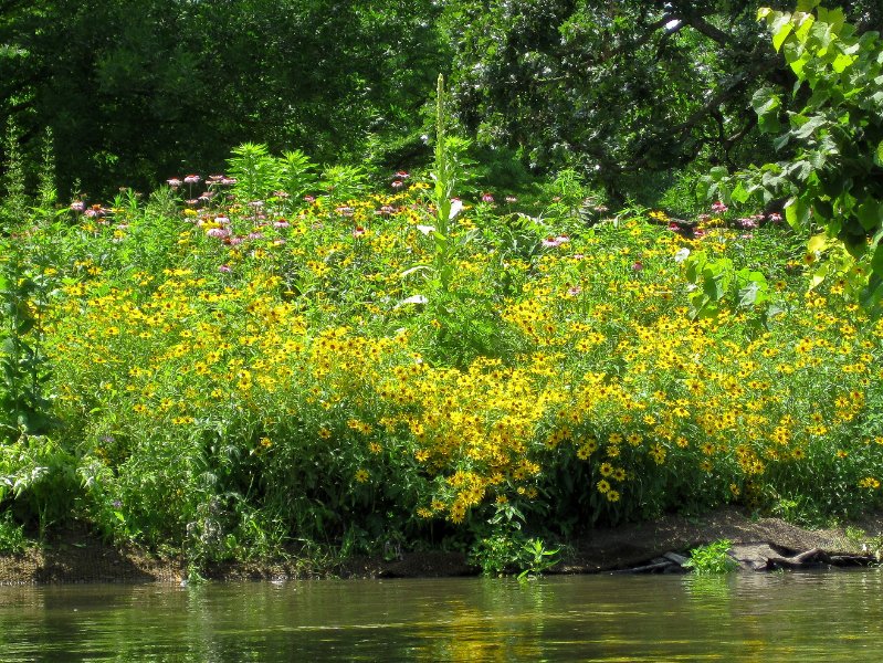 IMG_1153.jpg - Flowers along the river bank
