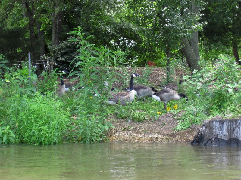 IMG_1156.jpg - Geese