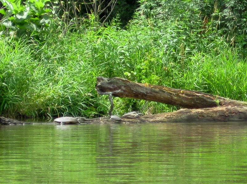 IMG_1167.jpg - Turtles