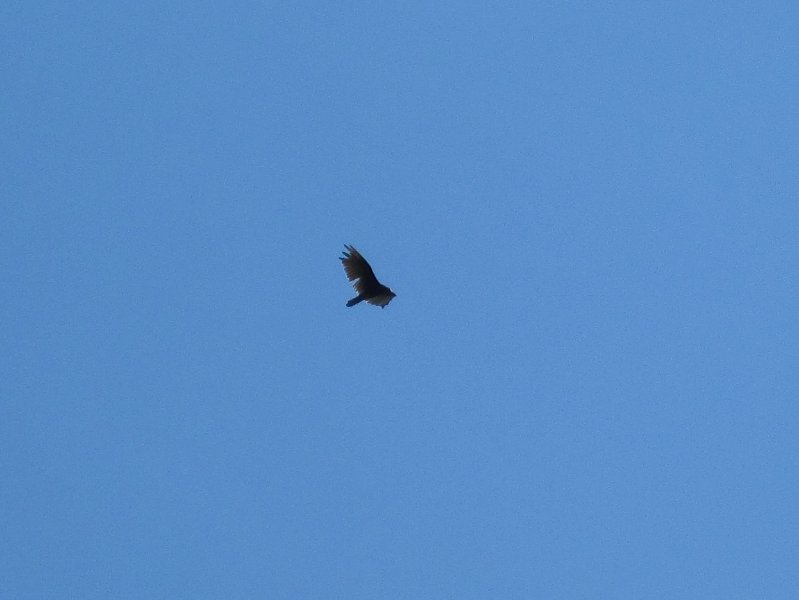 IMG_1431.jpg - Turkey Vulture