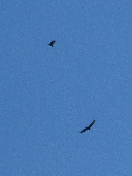 IMG_1433.jpg - Turkey Vulture