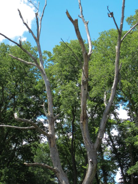 IMG_1436.jpg - Interesting tree