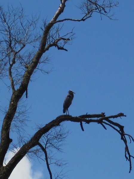 IMG_1472.jpg - Yellow-Crowned Night-Heron (?)
