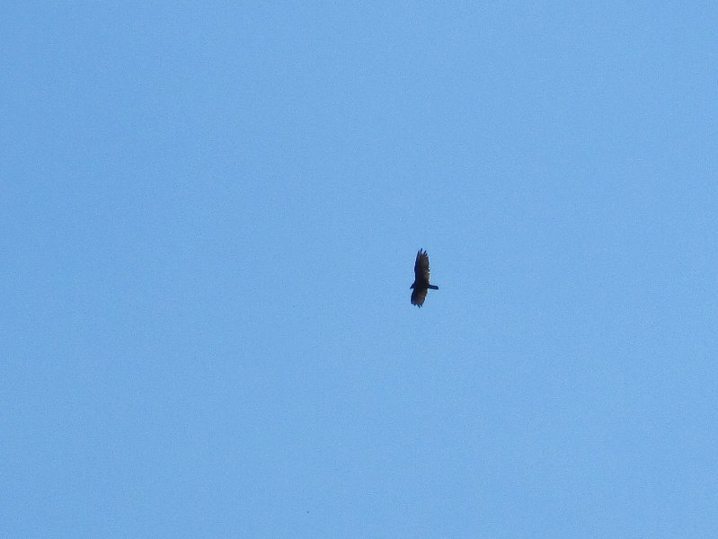 IMG_1489.jpg - Turkey Vulture