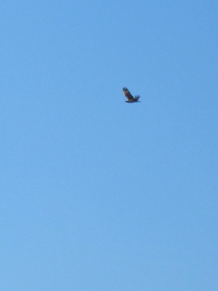 IMG_1883.jpg - Hawk