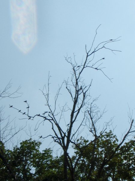 FoxRiverYorkville080710-8070006.jpg - A bunch of birds perched in the tree