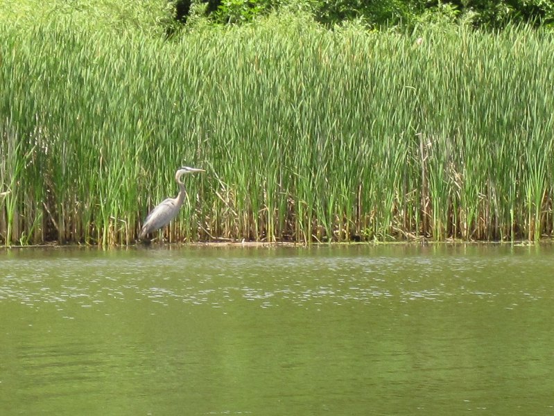 IMG_1080.jpg - Great Blue Heron