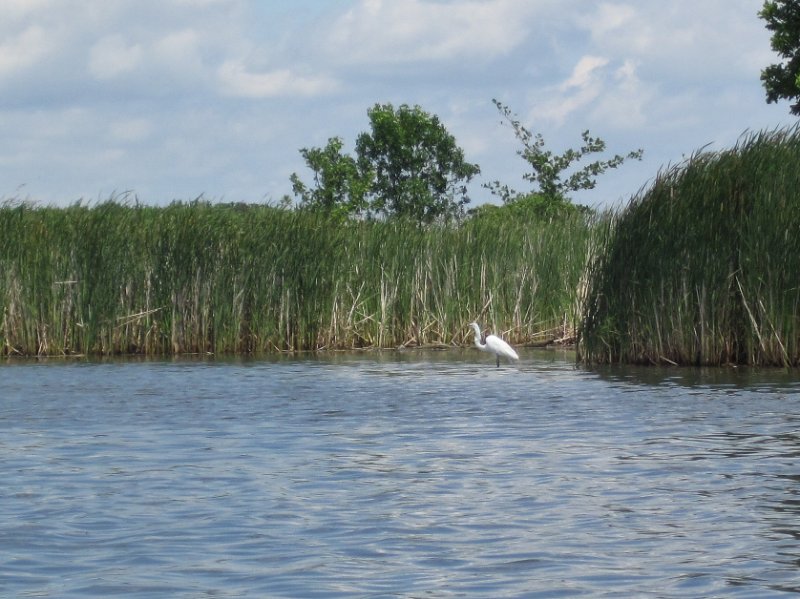 IMG_1093.jpg - Great Egret