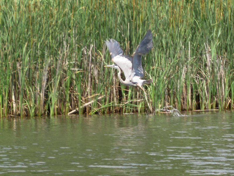 IMG_1100.jpg - Great Blue Heron