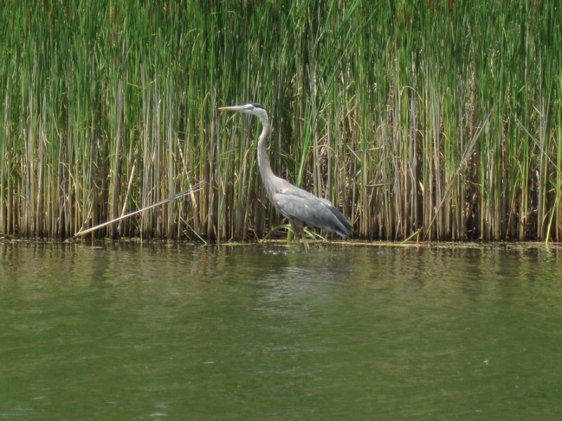 IMG_1101.jpg - Great Blue Heron