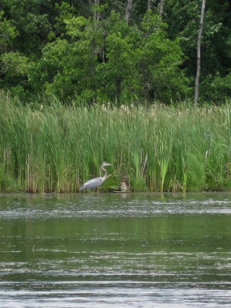 IMG_1103.jpg - Great Blue Heron