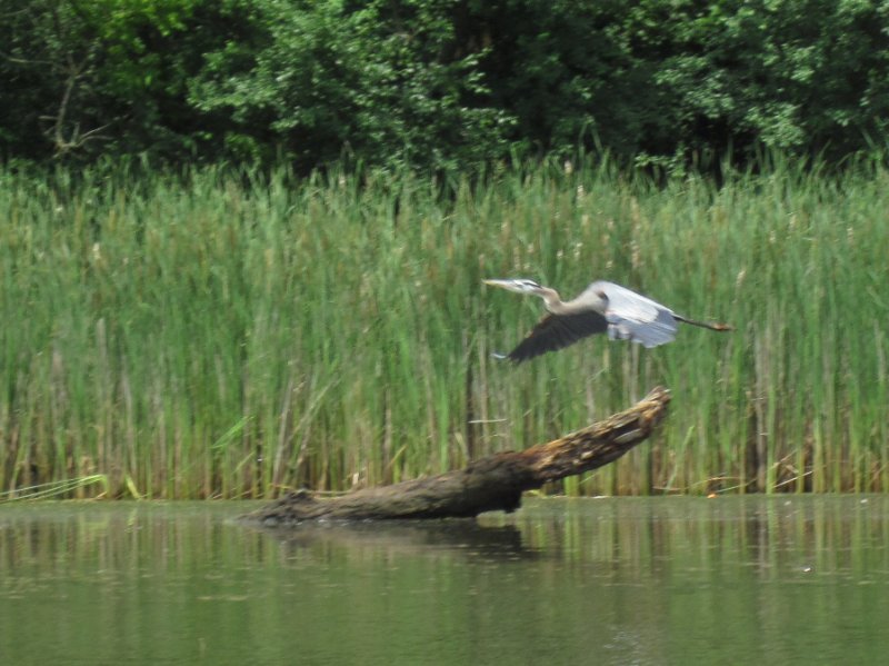 IMG_1106.jpg - Great Blue Heron