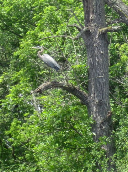 IMG_1107.jpg - Great Blue Heron
