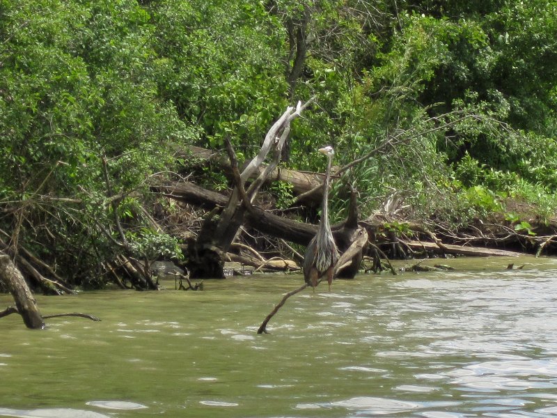 IMG_1111.jpg - Great Blue Heron