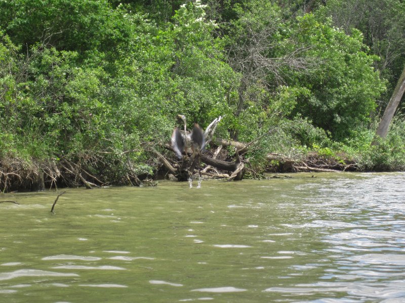IMG_1112.jpg - Great Blue Heron